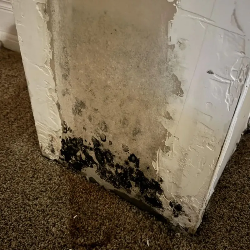 Professional Mold Removal in Gadsden, AL